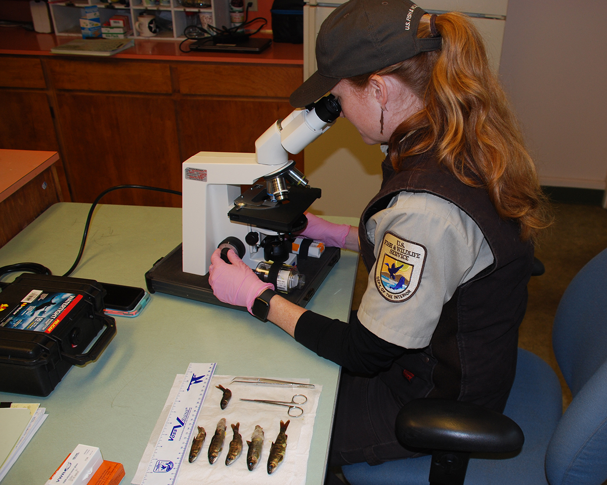 Fish health sampling at Quilcene NFH FWS.gov